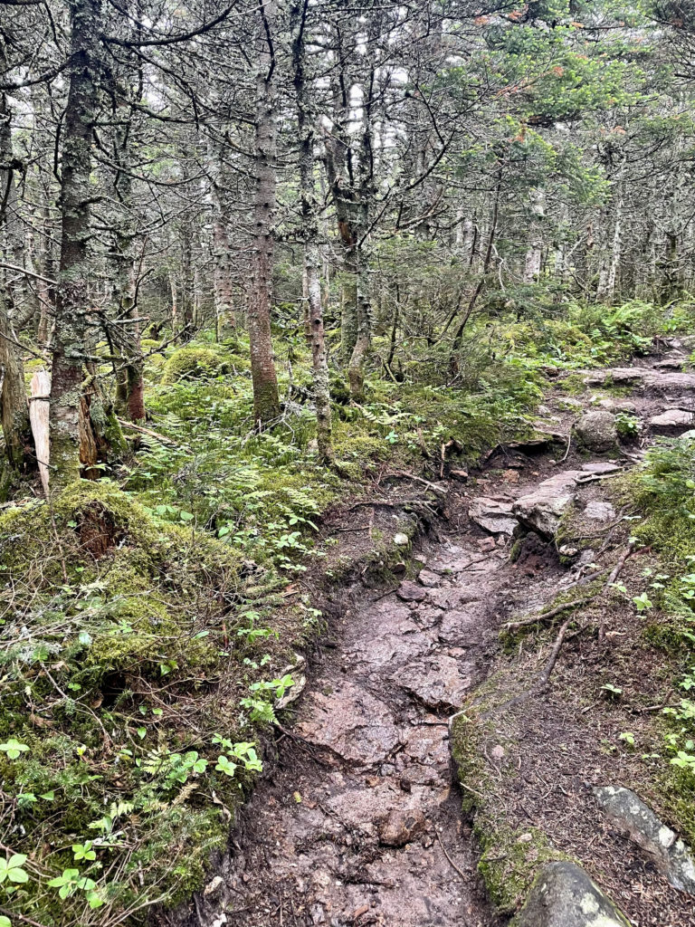 A dry stream bed trail, seen while hiking Mts. Galehead, North Twin, and South Twin in the White Mountain National Forest, New Hampshire