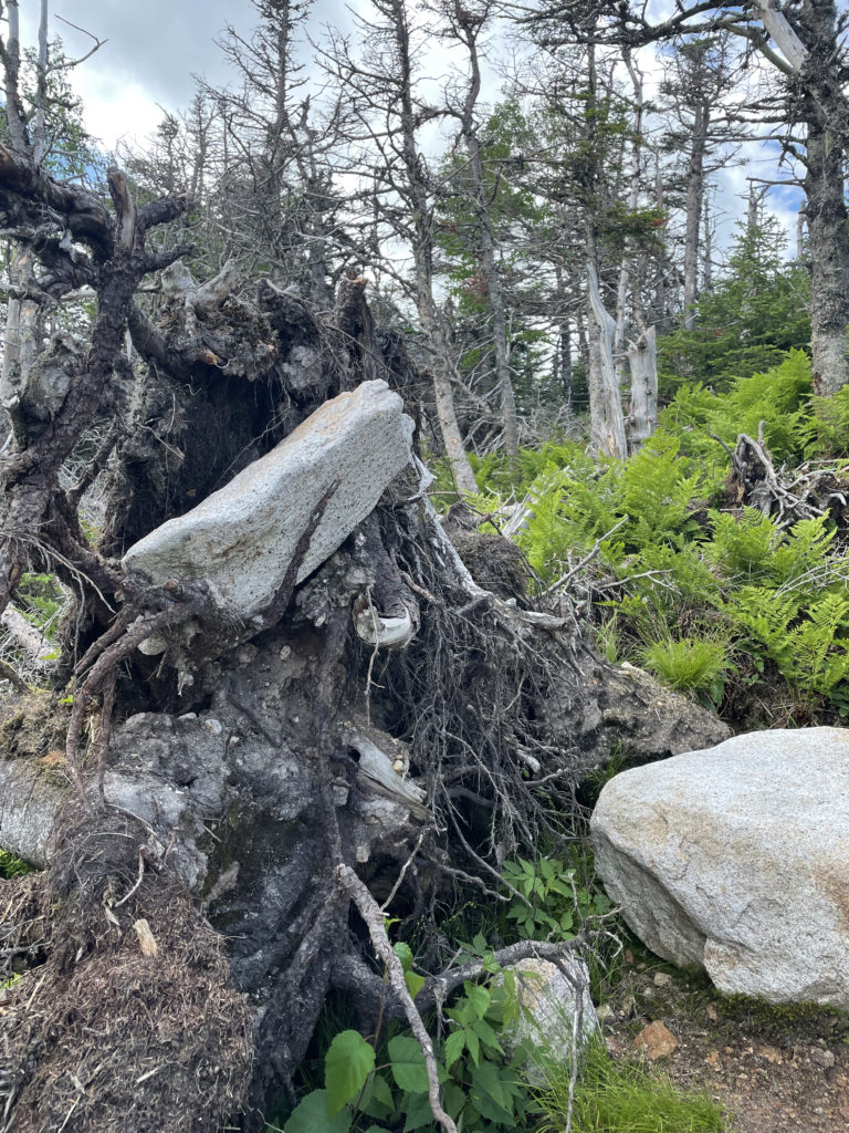 A rock stuck in a root, seen while hiking Mts. Galehead, North Twin, and South Twin in the White Mountain National Forest, New Hampshire