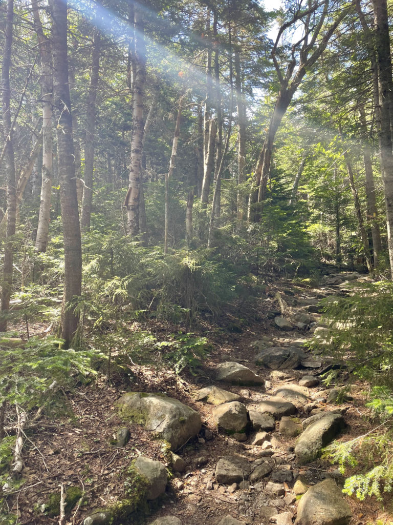 Sunshine on the trail, seen while hiking Mts. Galehead, North Twin, and South Twin in the White Mountain National Forest, New Hampshire