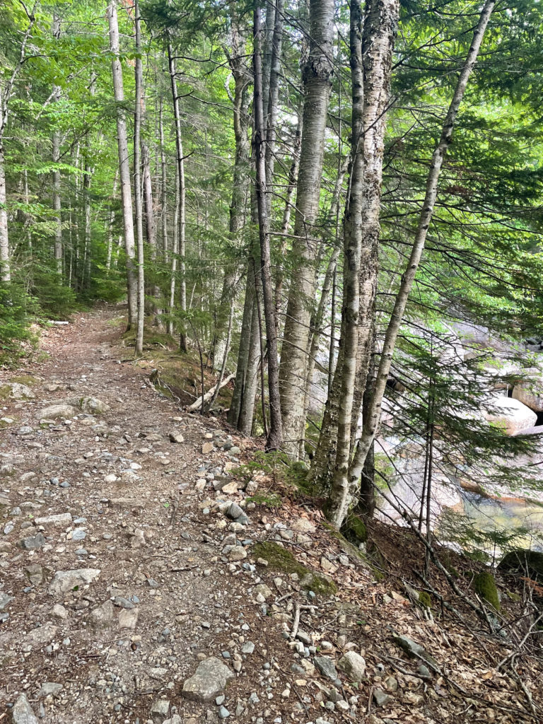 A trail by a stream, seen while hiking Mts. Galehead, North Twin, and South Twin in the White Mountain National Forest, New Hampshire