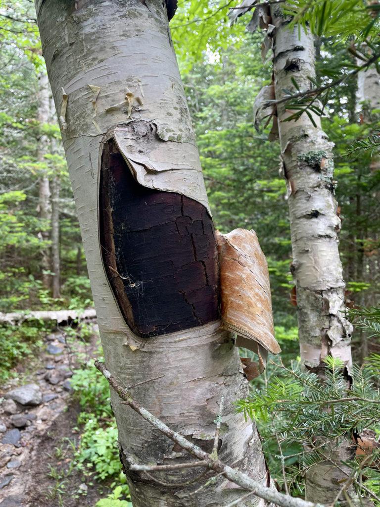 Peeling birch bark, seen while hiking Mt. Isolation in the White Mountain National Forest, New Hampshire