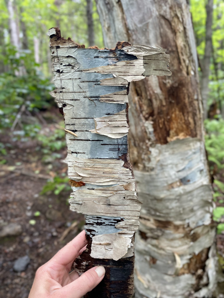 Blue birch bark, seen while hiking Mt. Isolation in the White Mountain National Forest, New Hampshire