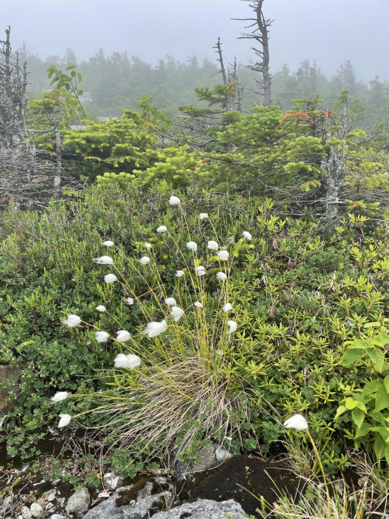 White flowers and pine trees, seen while hiking Saddleback and The Horn, Western Mountains, Maine