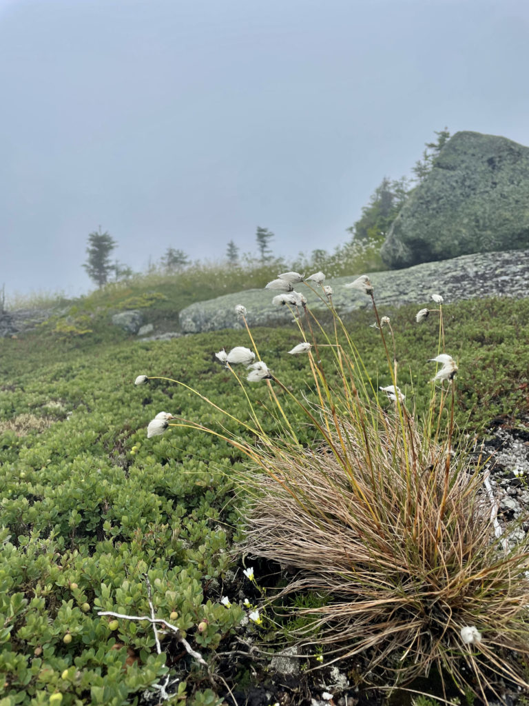 White flowers, seen while hiking Saddleback and The Horn, Western Mountains, Maine