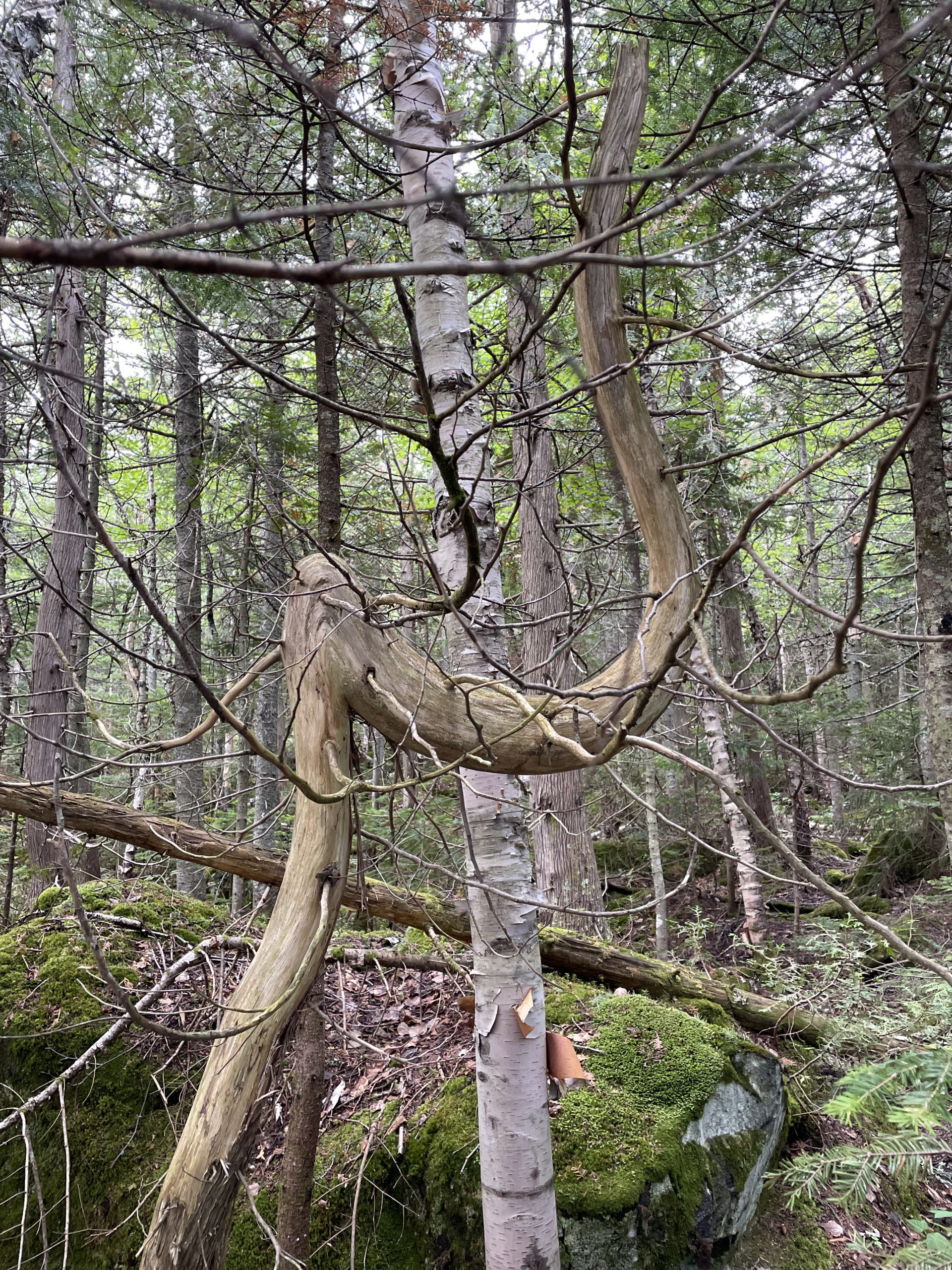 Thin elephant tree, seen while hiking Crocker and South Crocker Mountains and Mt Redington in the Western Maine Mountains