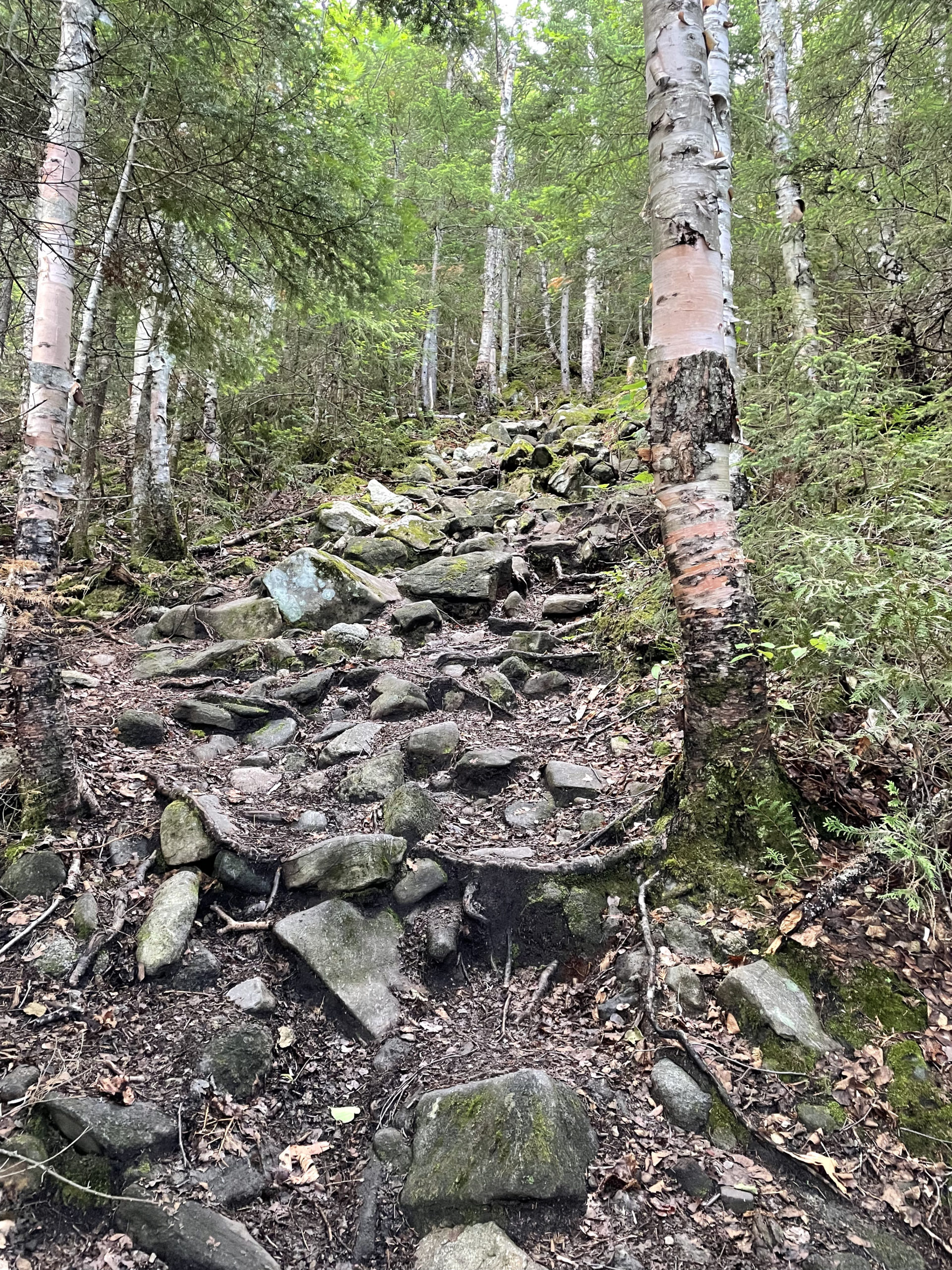 Rocks on the trail, seen while hiking Crocker and South Crocker Mountains and Mt Redington in the Western Maine Mountains