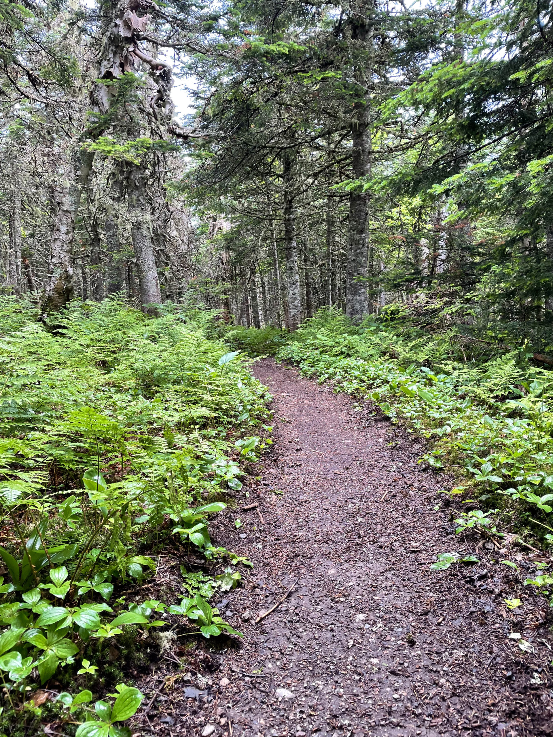 Trail through ferns, seen while hiking Crocker and South Crocker Mountains and Mt Redington in the Western Maine Mountains