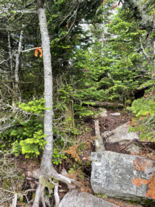 Entrance to herd path, seen while hiking Crocker and South Crocker Mountains and Mt Redington in the Western Maine Mountains