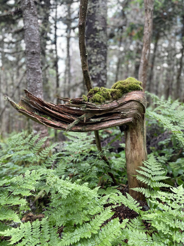 Mossy elephant tree, seen while hiking Crocker and South Crocker Mountains and Mt Redington in the Western Maine Mountains