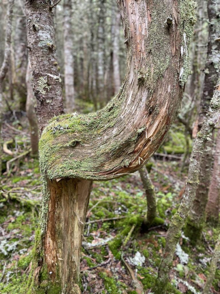 Elephant tree, seen while hiking Crocker and South Crocker Mountains and Mt Redington in the Western Maine Mountains