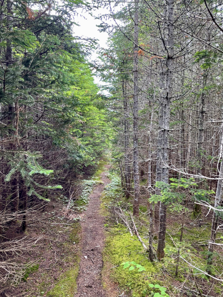 A narrow trail, seen while hiking Crocker and South Crocker Mountains and Mt Redington in the Western Maine Mountains