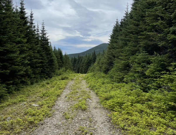 An old cart path, seen while hiking Crocker and South Crocker Mountains and Mt Redington in the Western Maine Mountains