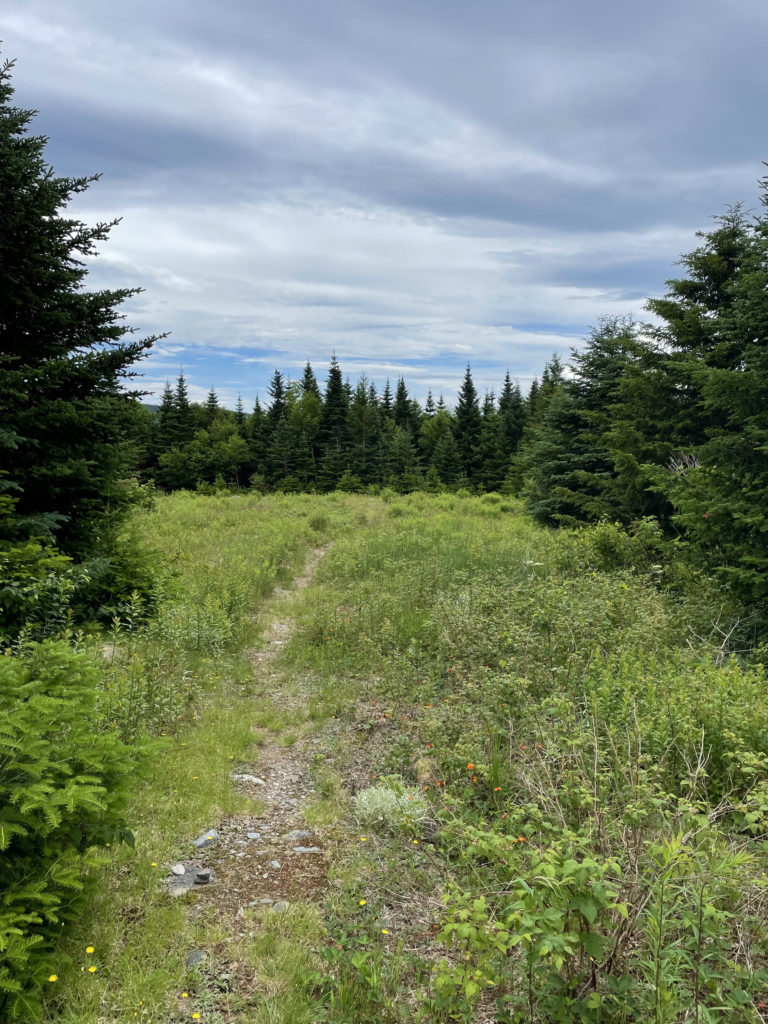 A meadow, seen while hiking Crocker and South Crocker Mountains and Mt Redington in the Western Maine Mountains