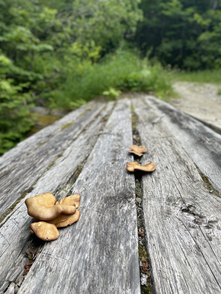 Fungus on an old bridge, seen while hiking Crocker and South Crocker Mountains and Mt Redington in the Western Maine Mountains