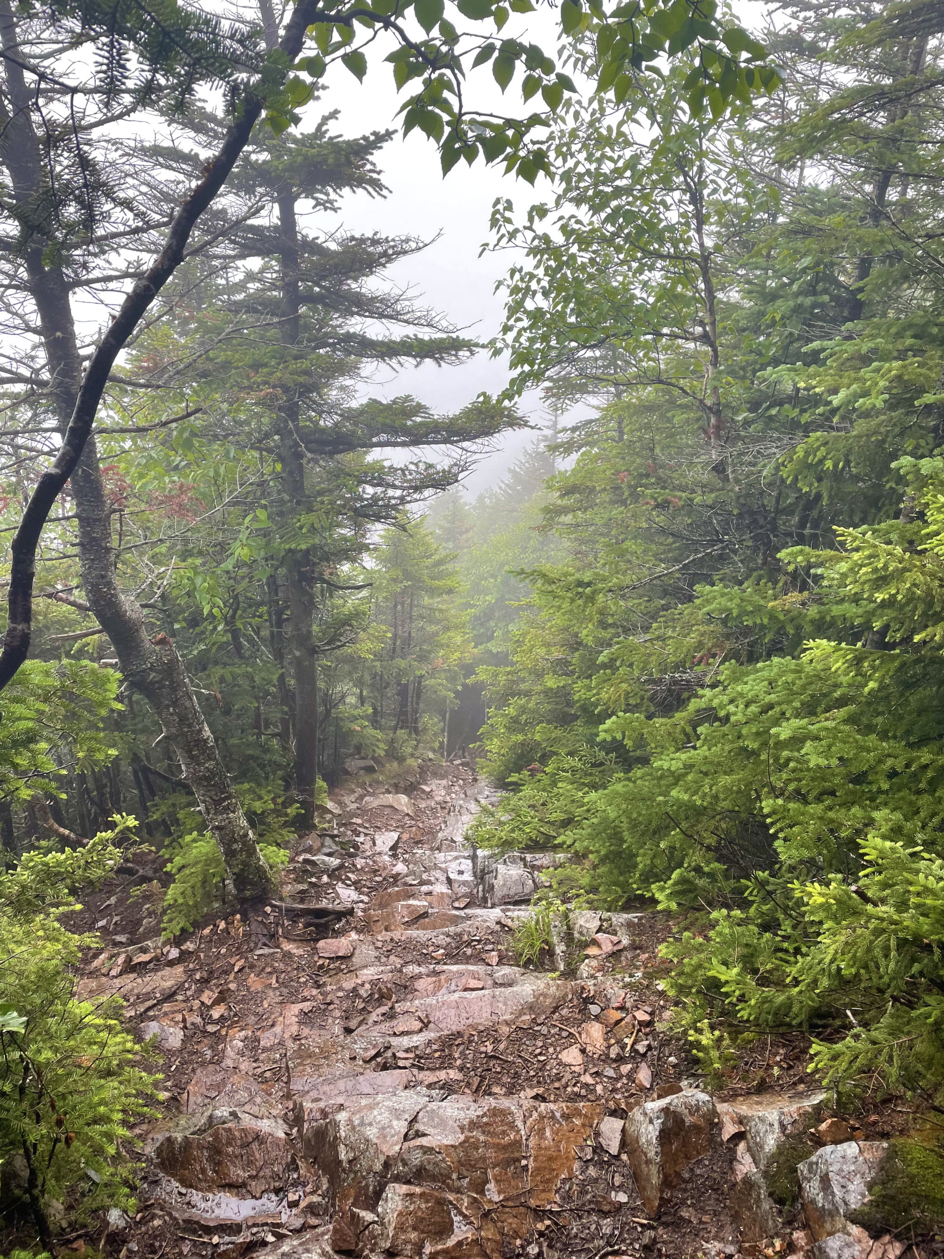 Rocky trail, seen while hiking Mt. Liberty and Mt. Flume on the Flume Slide Trail in the White Mountain National Forest, New Hampshire