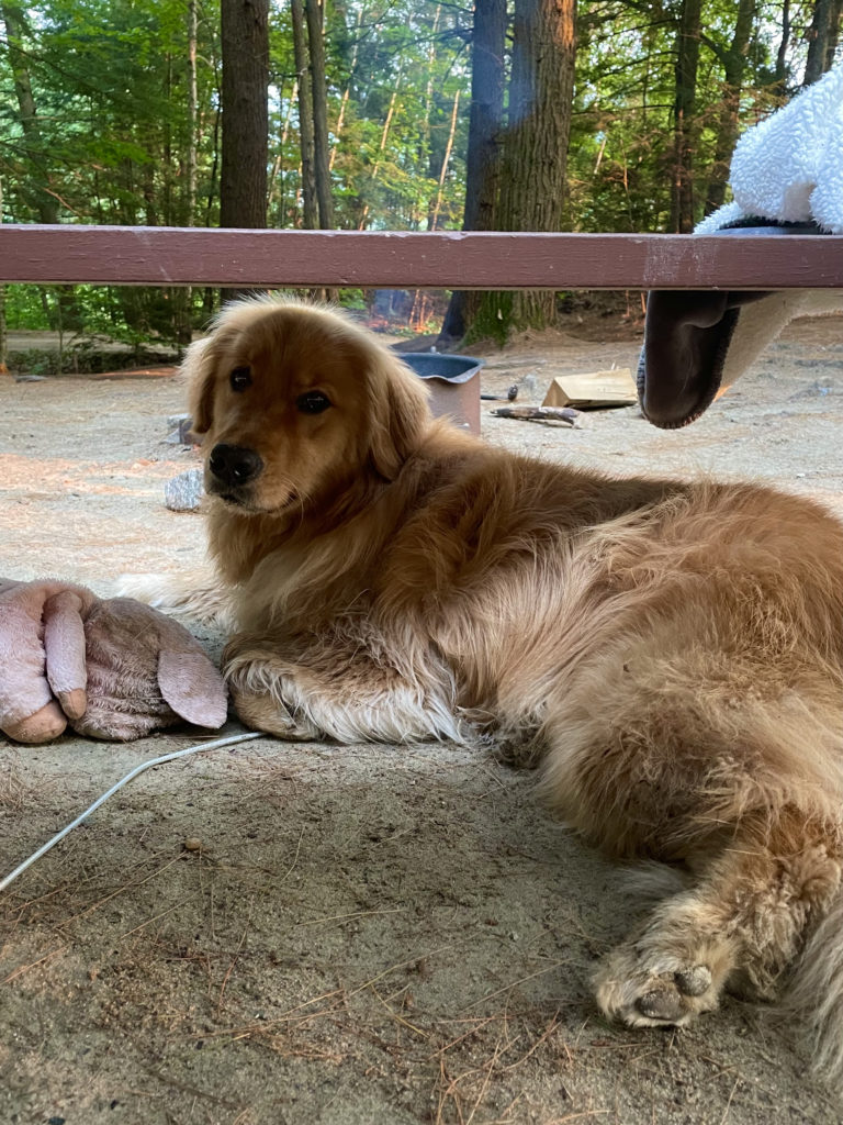 Dog under picnic table while camping in New Hampshire