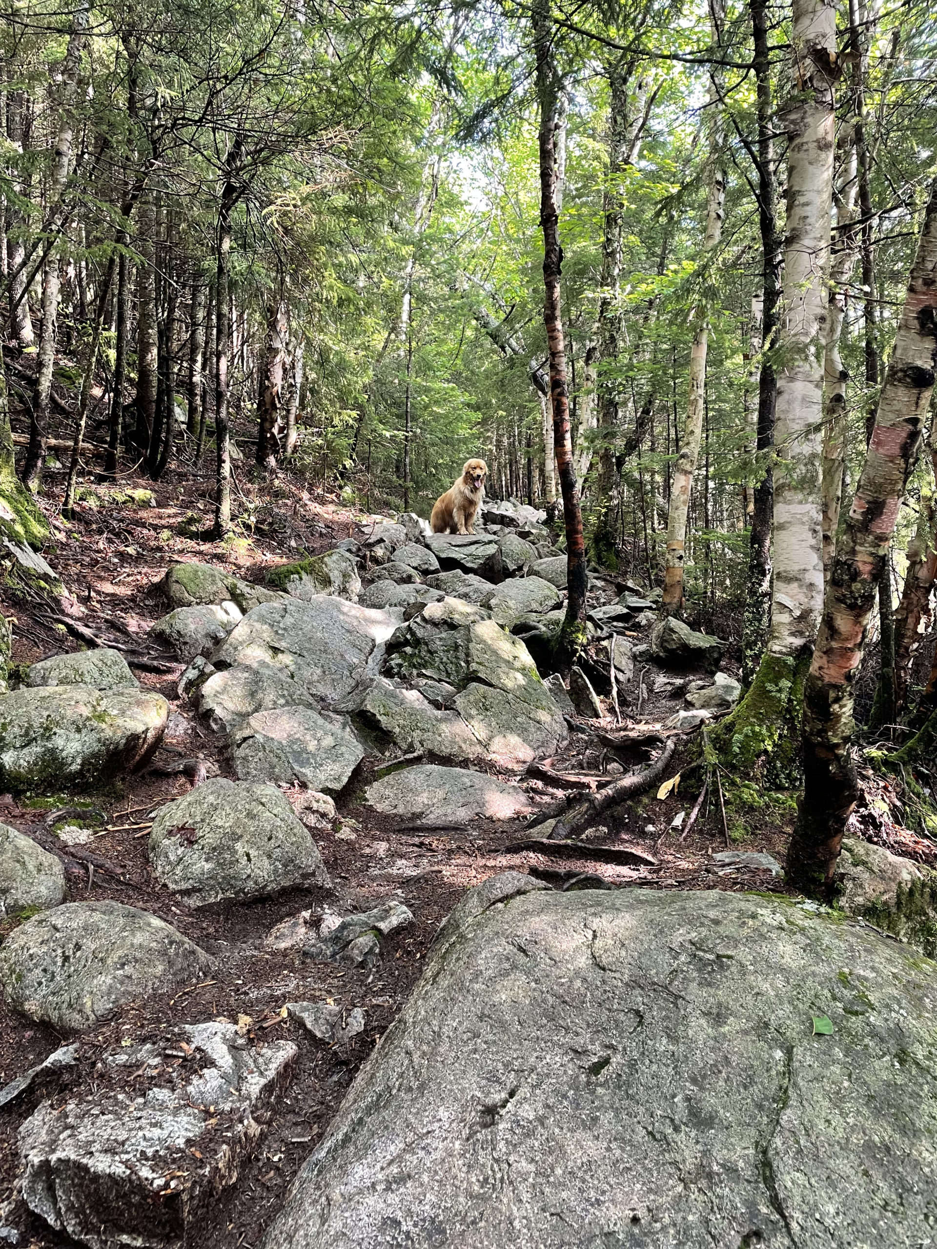 Dog on rocky trail, hiking Mt. Osceola in the White Mountain National Forest, New Hampshire