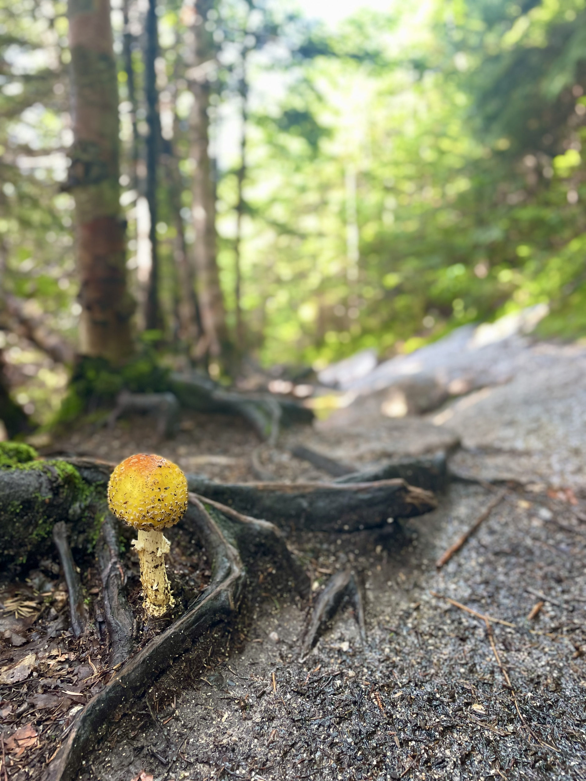 Bright mushroom, hiking Mt. Osceola in the White Mountain National Forest, New Hampshire