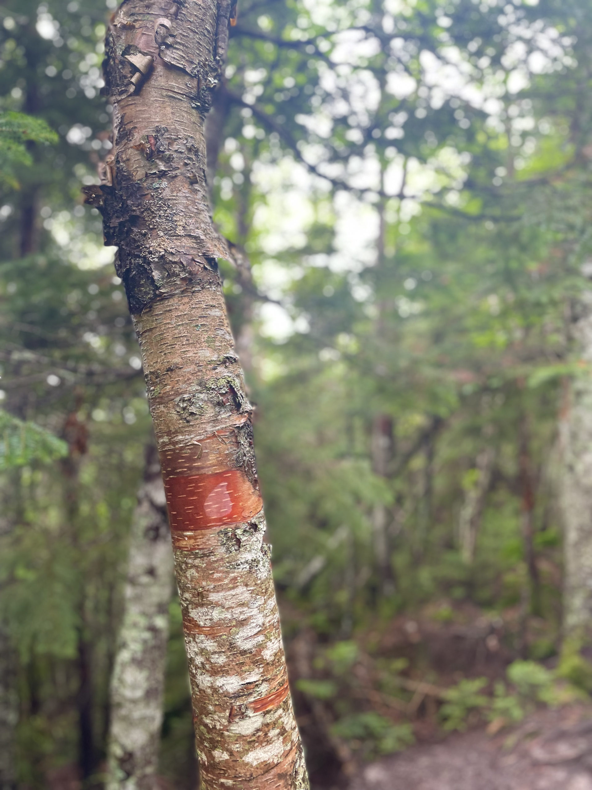 Birch tree, hiking Mt. Osceola in the White Mountain National Forest, New Hampshire