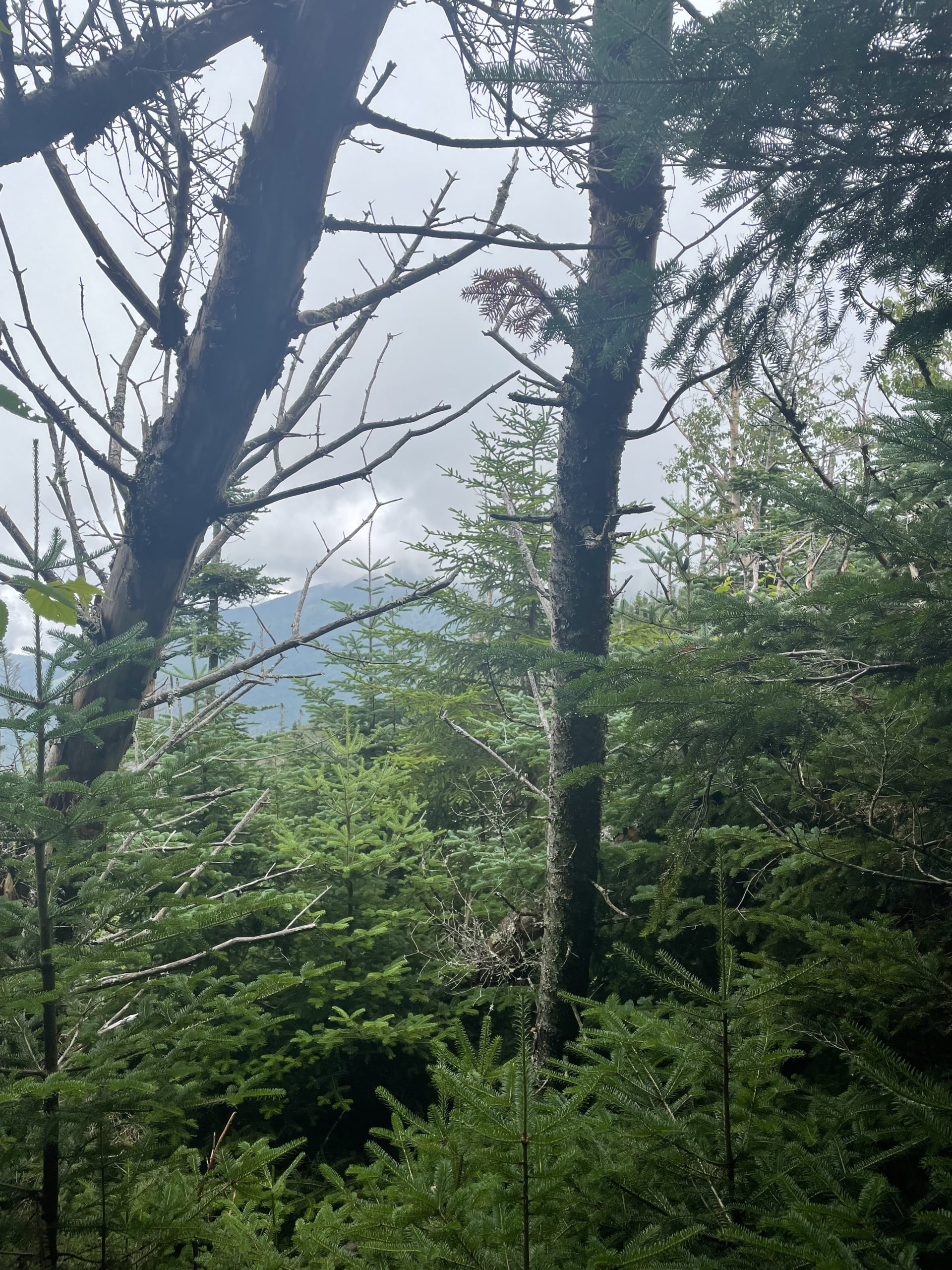Foggy view, hiking Mt. Osceola in the White Mountain National Forest, New Hampshire
