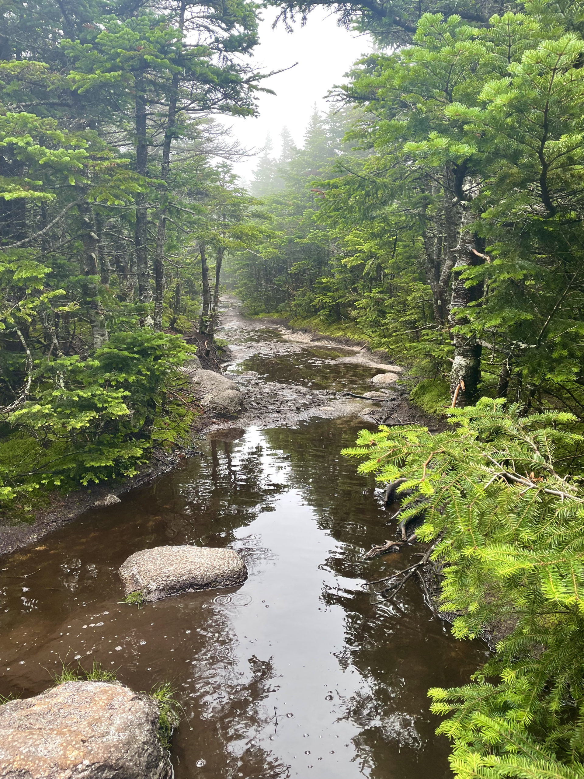 Wet trail, hiking Mt. Osceola in the White Mountain National Forest, New Hampshire
