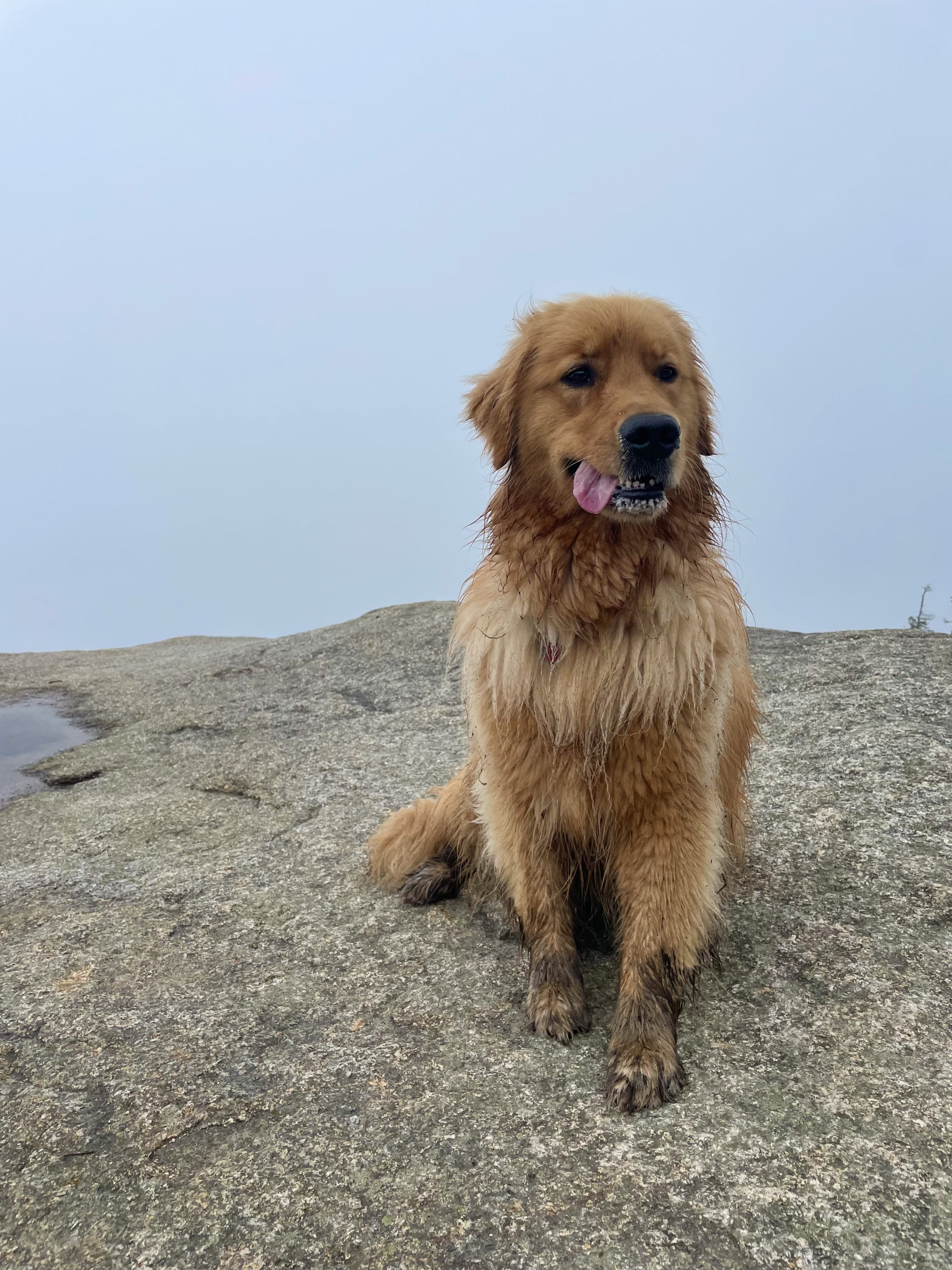 Luna the Golden Retriever, hiking Mt. Osceola in the White Mountain National Forest, New Hampshire