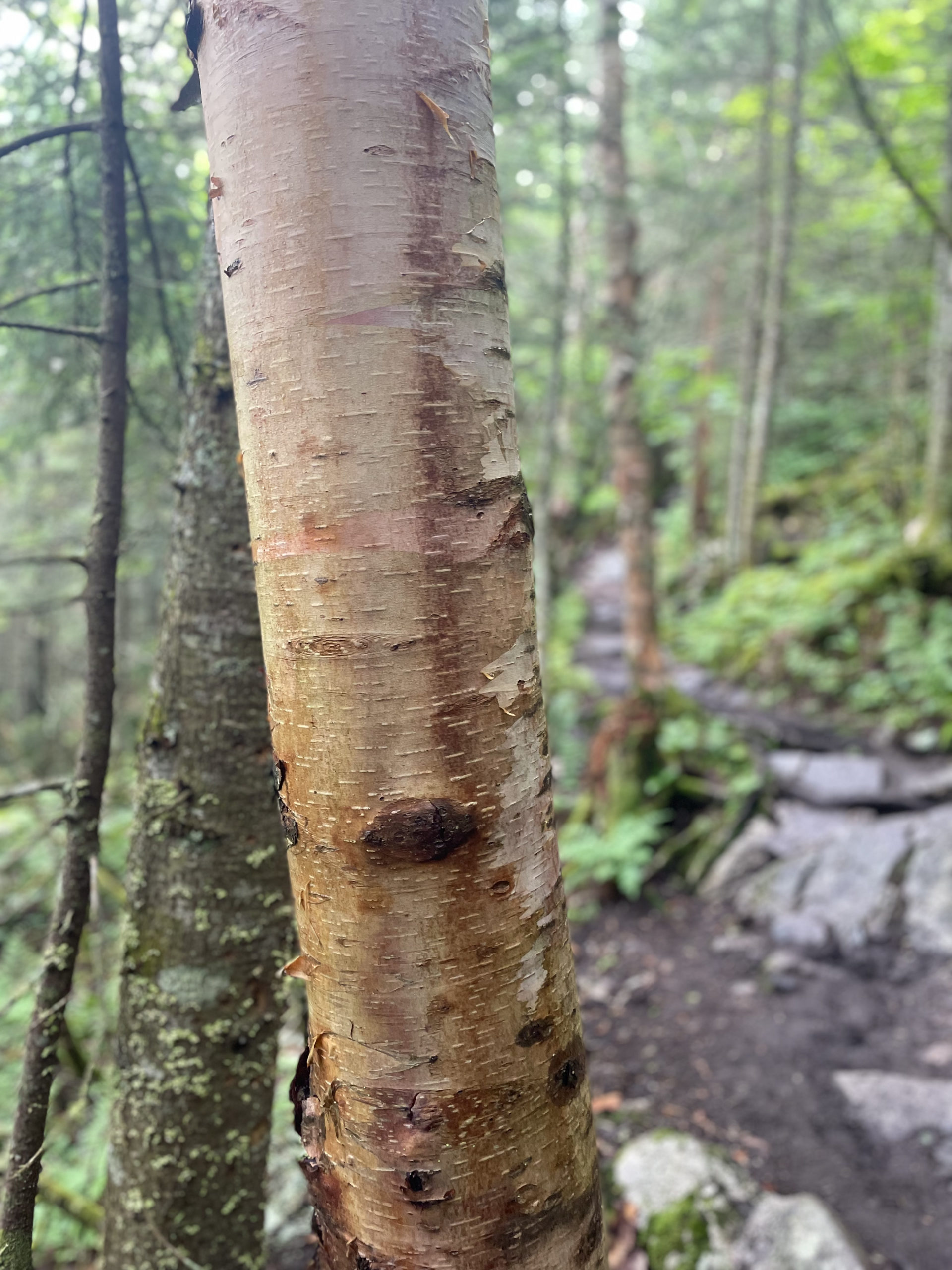 Birch tree seen while hiking Mt. Waumbek and Mt. Cabot in the White Mountain National Forest, New Hampshire