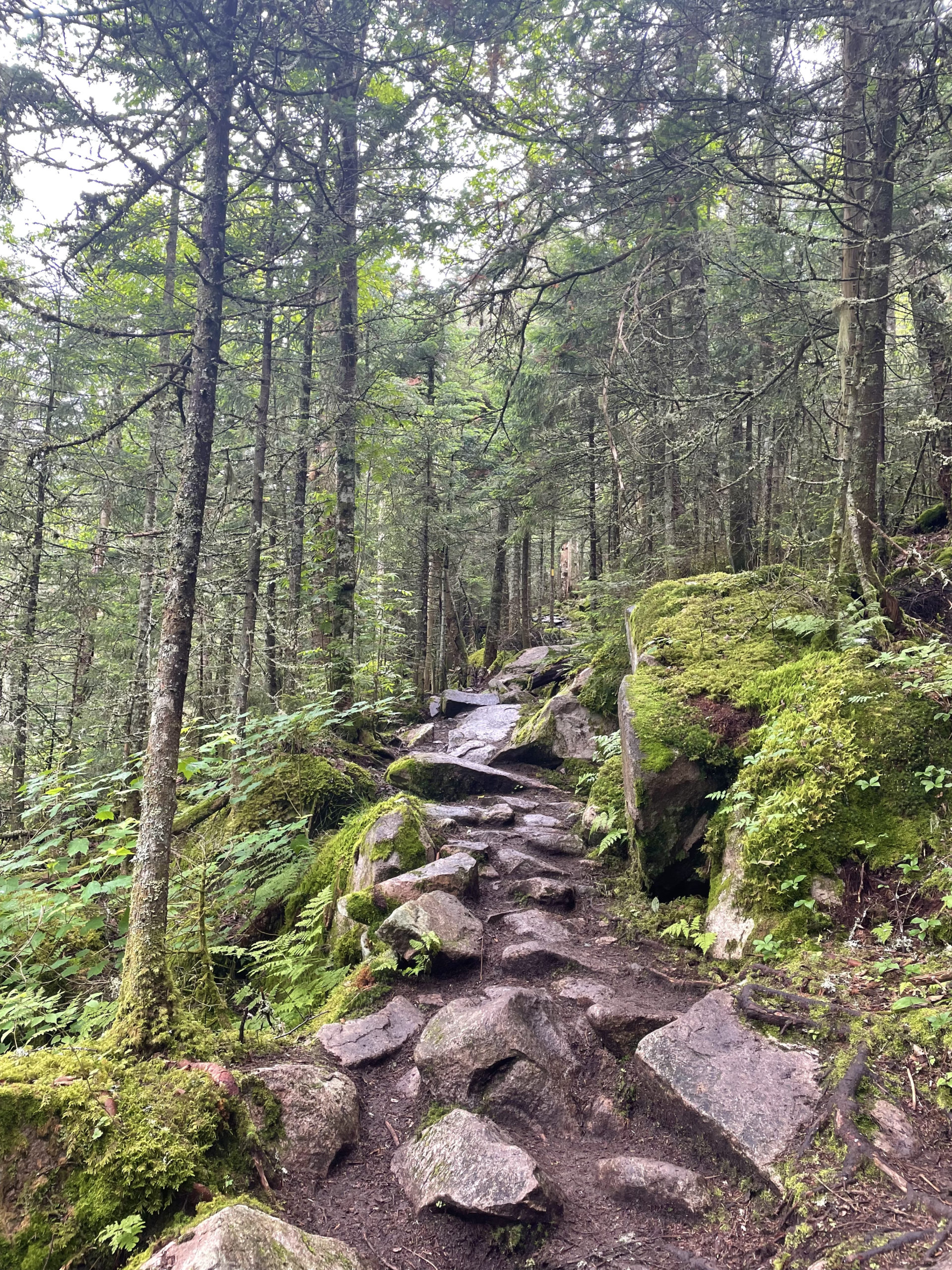 Rocky trail seen while hiking Mt. Waumbek and Mt. Cabot in the White Mountain National Forest, New Hampshire
