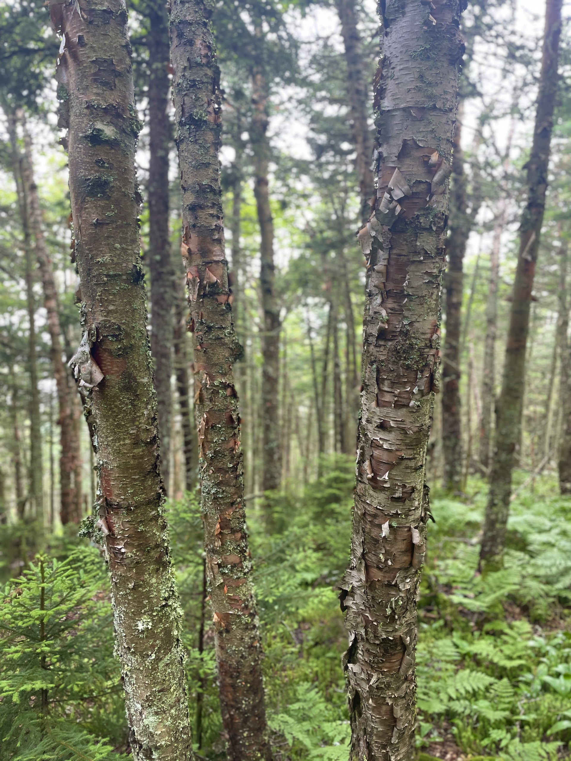 Peeling birches seen while hiking Mt. Waumbek and Mt. Cabot in the White Mountain National Forest, New Hampshire