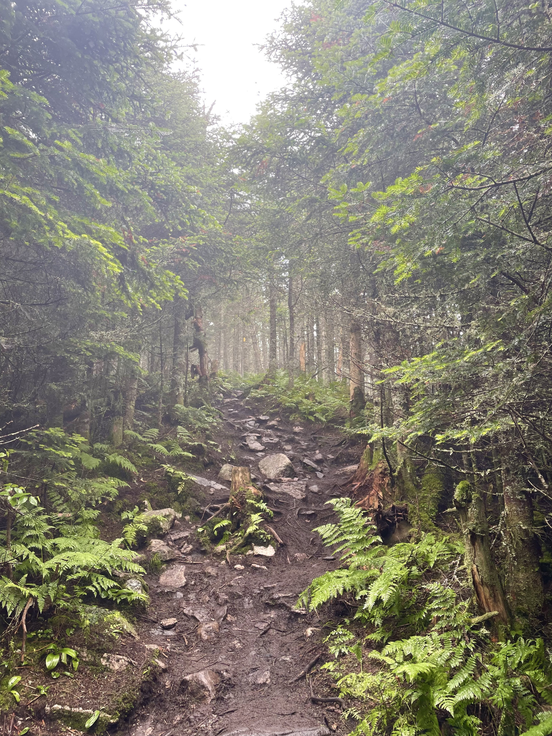 Misty trail seen while hiking Mt. Waumbek and Mt. Cabot in the White Mountain National Forest, New Hampshire