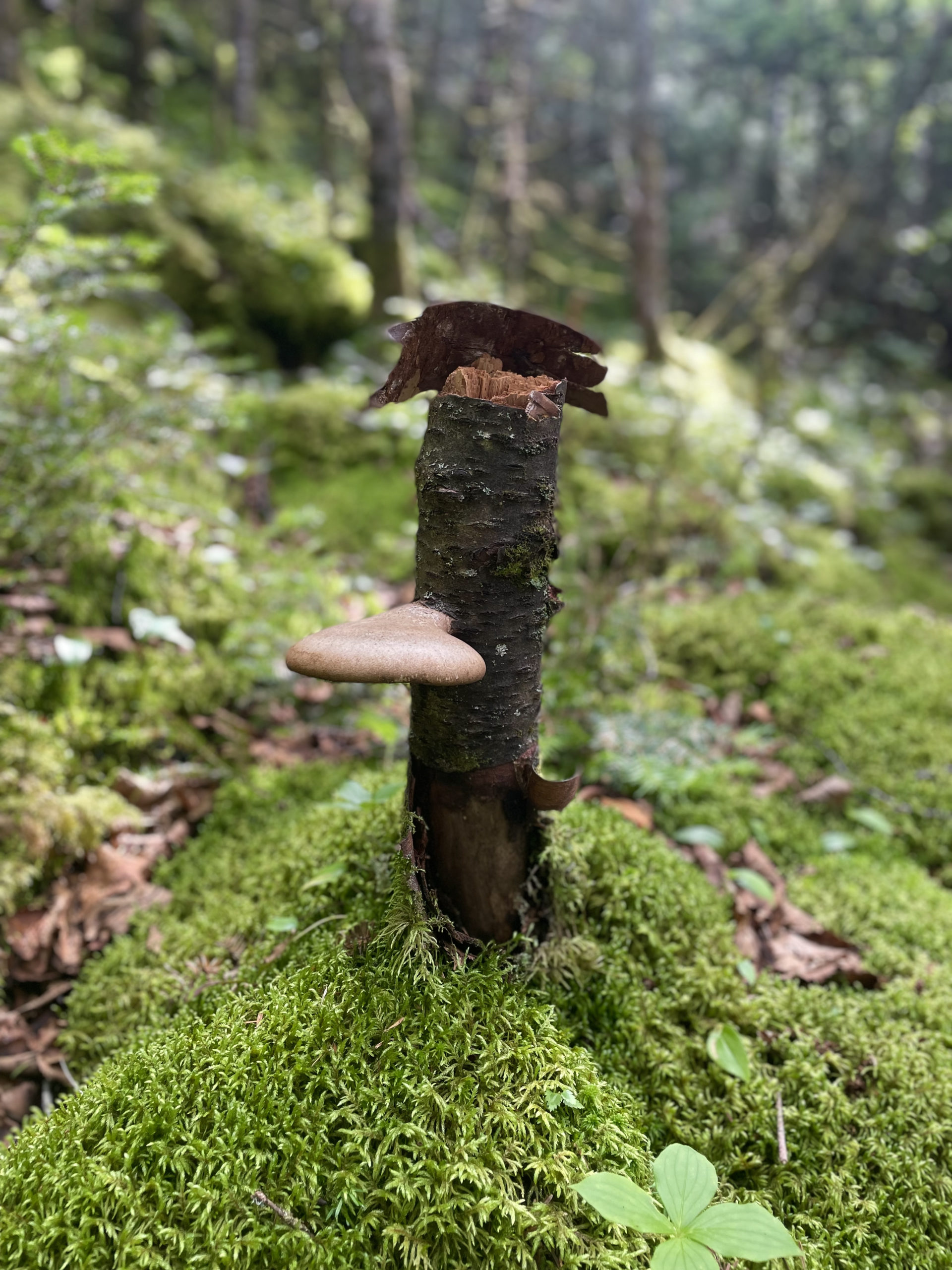 Mushroom on a stump seen while hiking Mt. Waumbek and Mt. Cabot in the White Mountain National Forest, New Hampshire