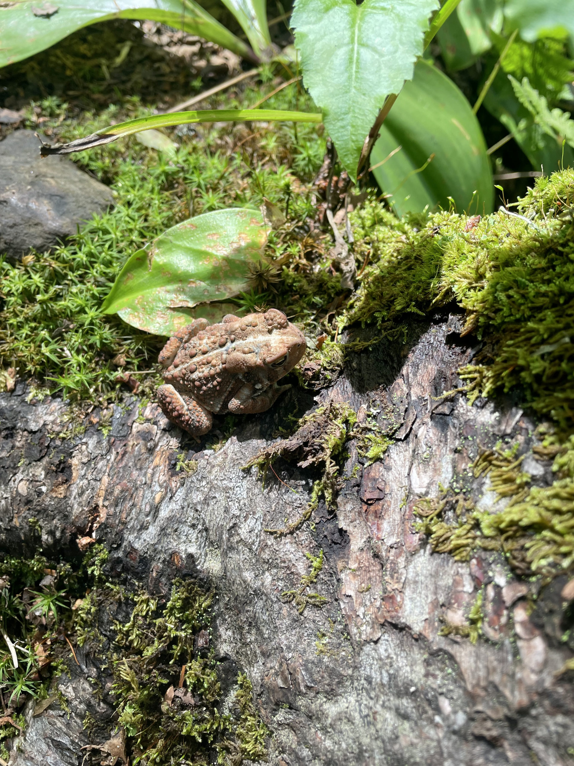 Frog in the woods, seen while hiking Mt. Waumbek and Mt. Cabot in the White Mountain National Forest, New Hampshire