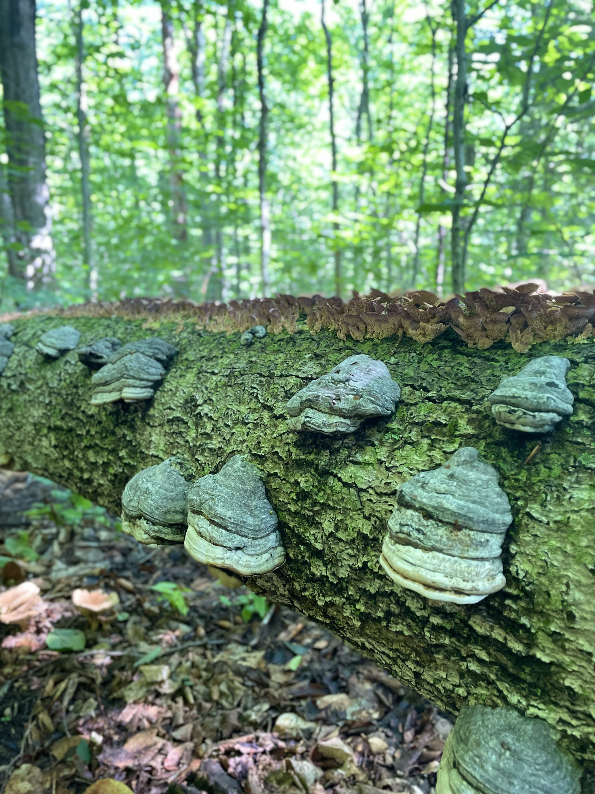 Fungus on a log, seen while hiking Owl's Head Mtn in the White Mountain National Forest, New Hampshire