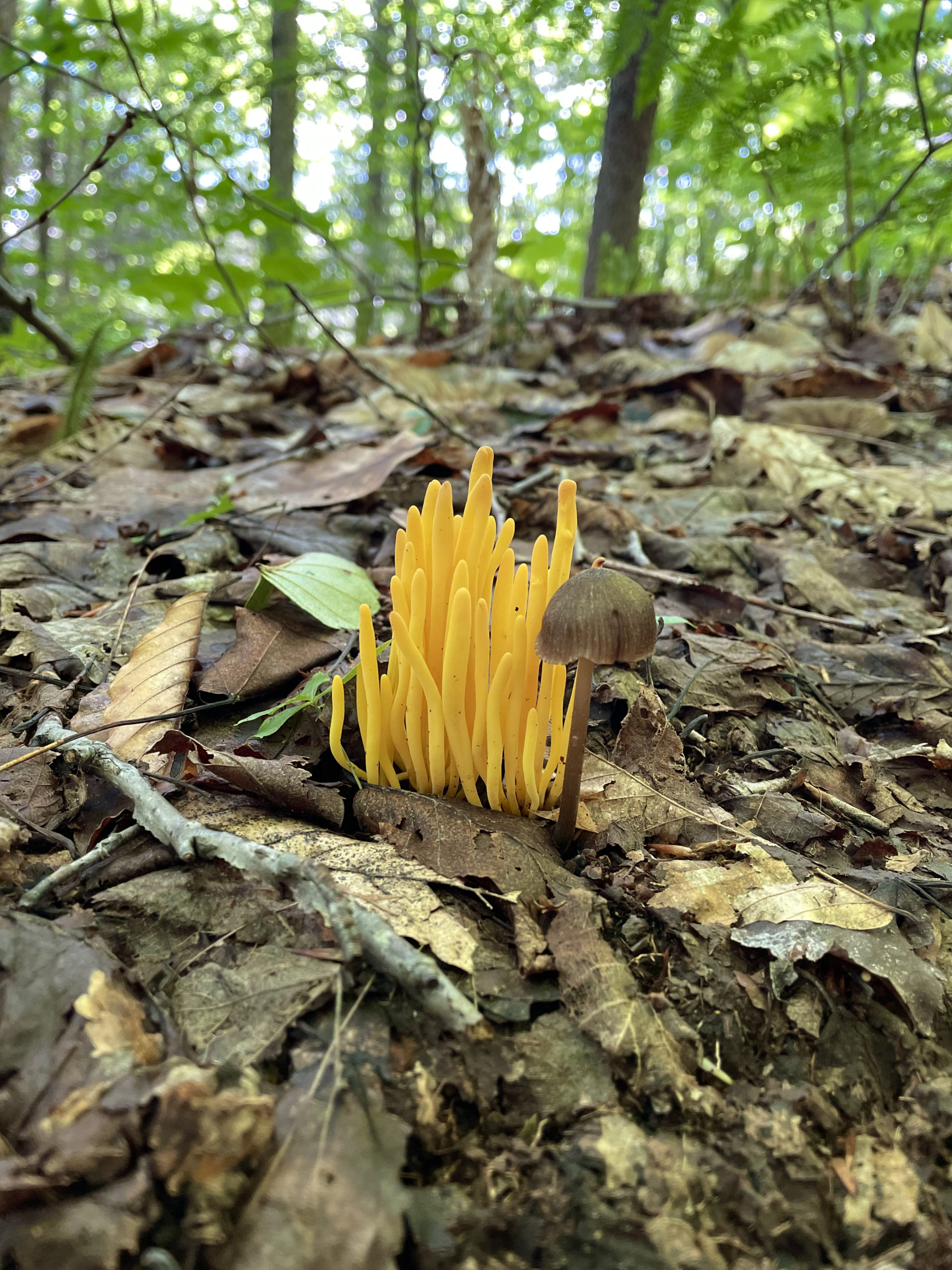 Yellow mushrooms, seen while hiking Owl's Head Mtn in the White Mountain National Forest, New Hampshire