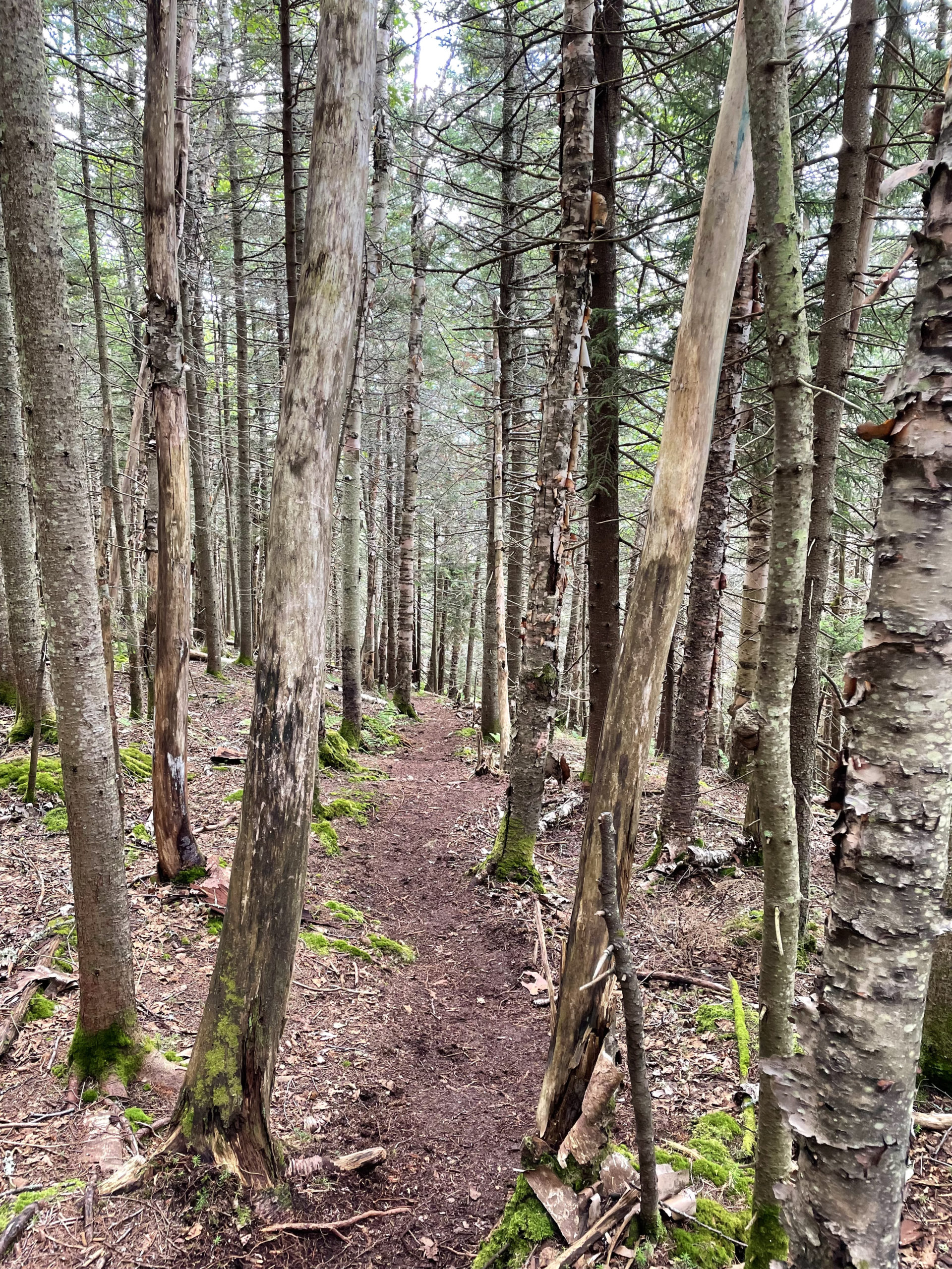 Trail through the trees, seen while hiking Owl's Head Mtn in the White Mountain National Forest, New Hampshire