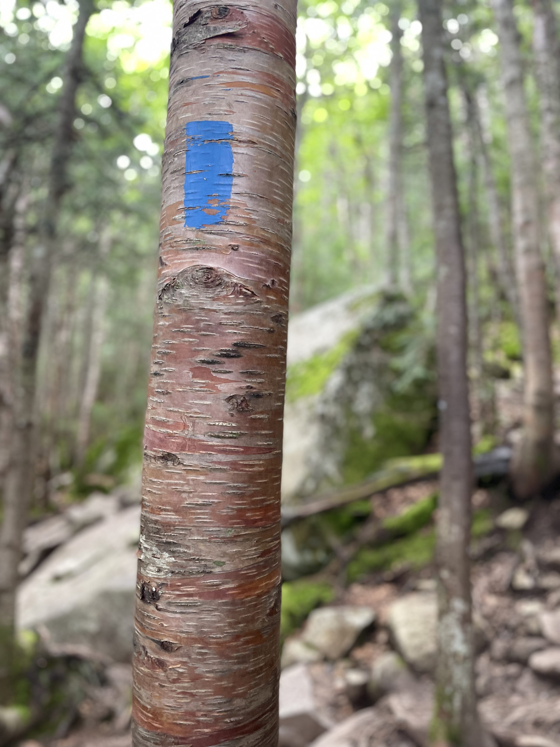 Blue blaze on a birch, seen while hike Mt. Lafayette and Mt. Lincoln in the White Mountain National Forest