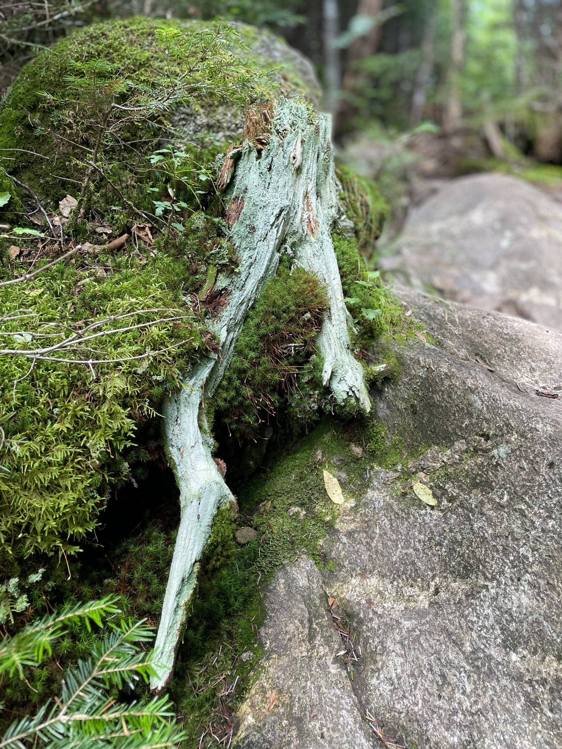 Moss and roots, seen while hiking Bigelow Mountain in Western Maine