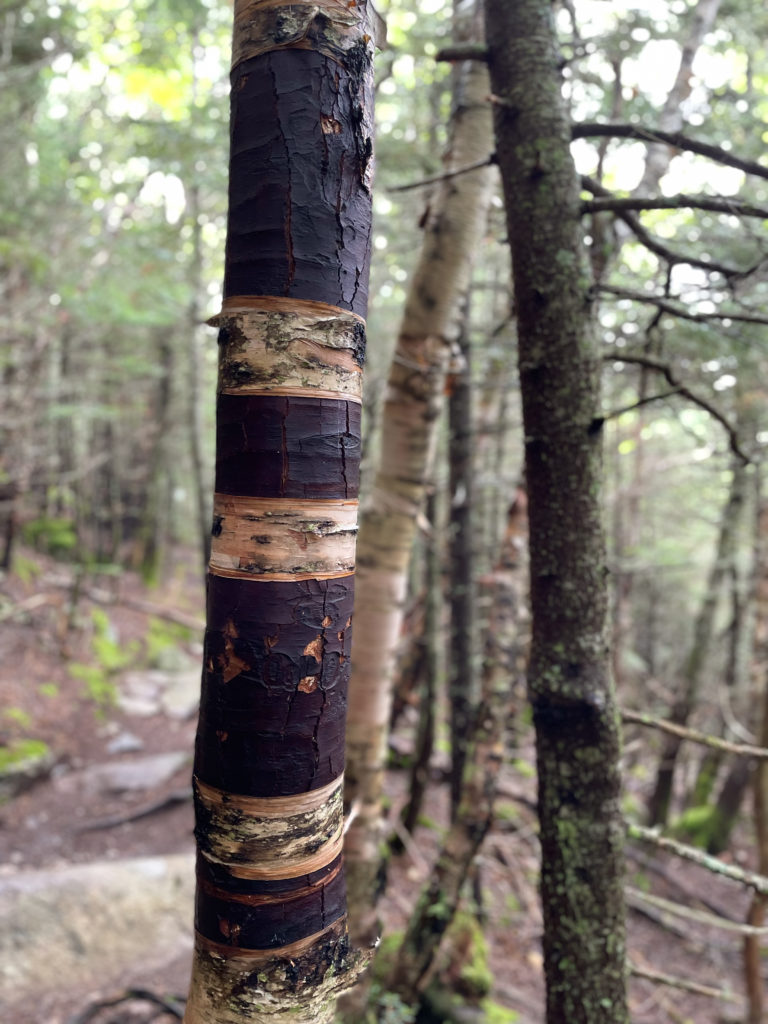 Birch tree stripes, seen while hiking West Bond, Mt Bond, and Bondcliff in the White Mountains National Forest, New Hampshire