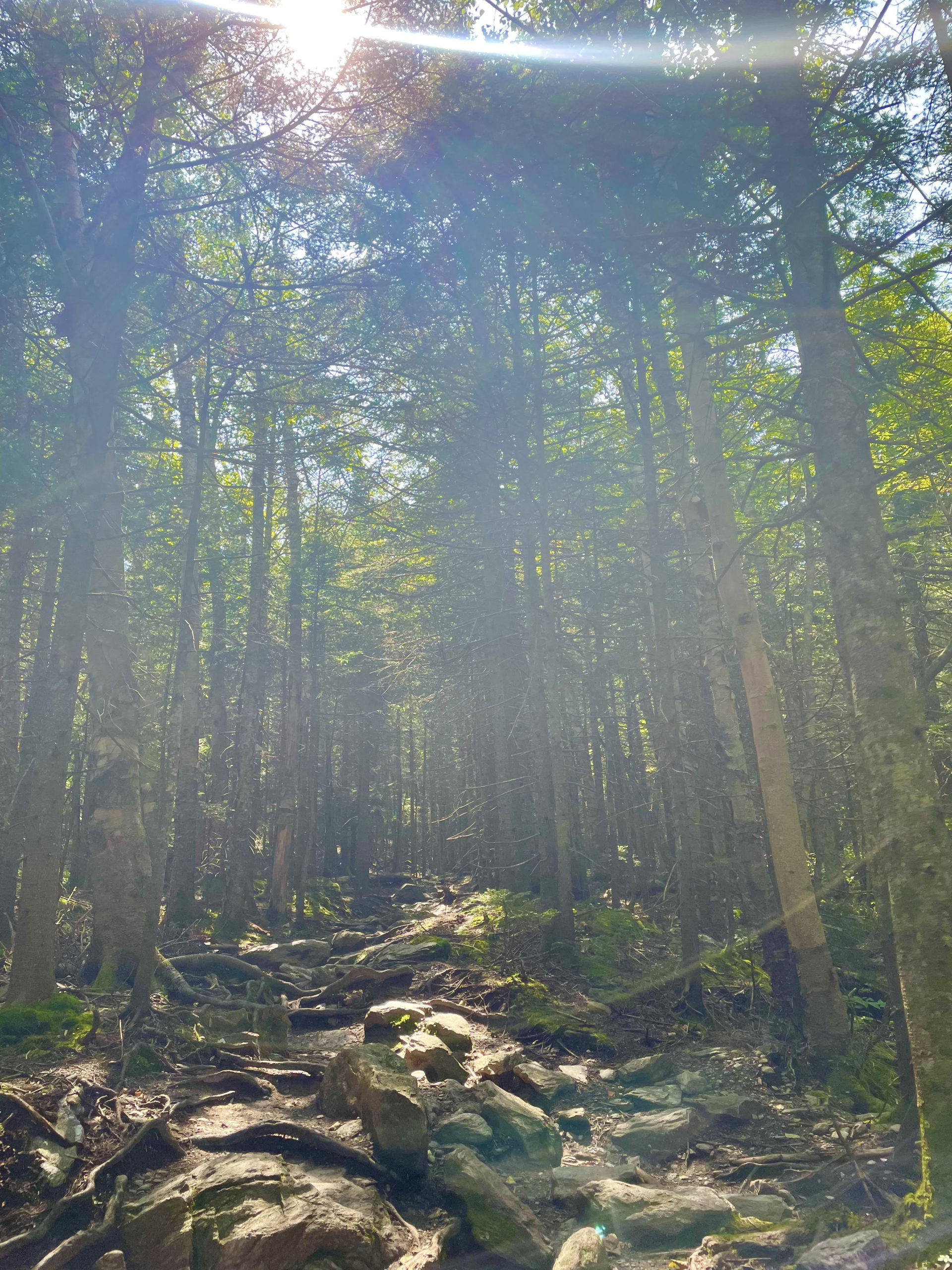 Sun over the trail, seen while hiking Camel's Hump in the Green Mountains, Vermont