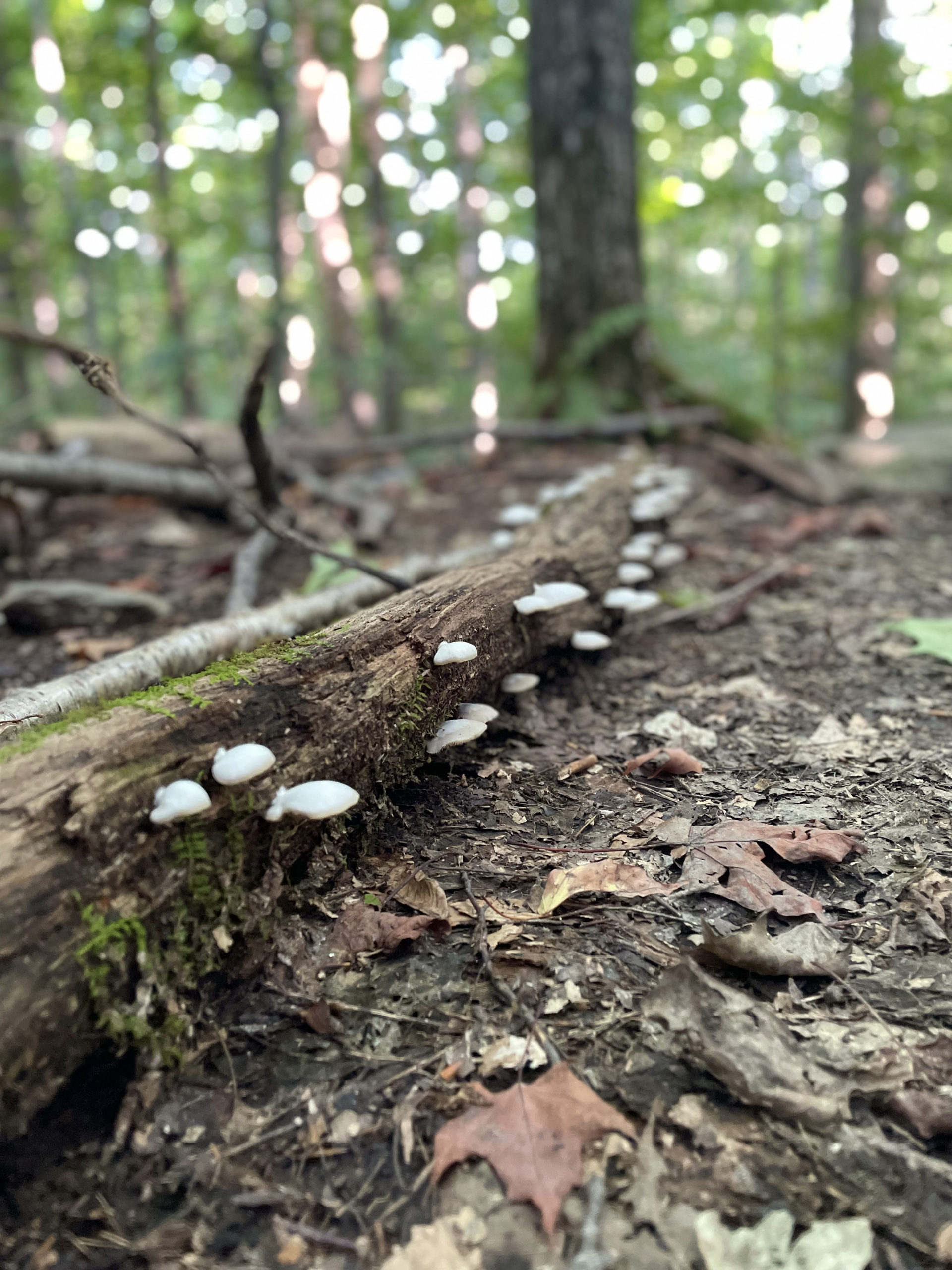 Mushrooms on a log, seen while hiking Camel's Hump in the Green Mountains, Vermont