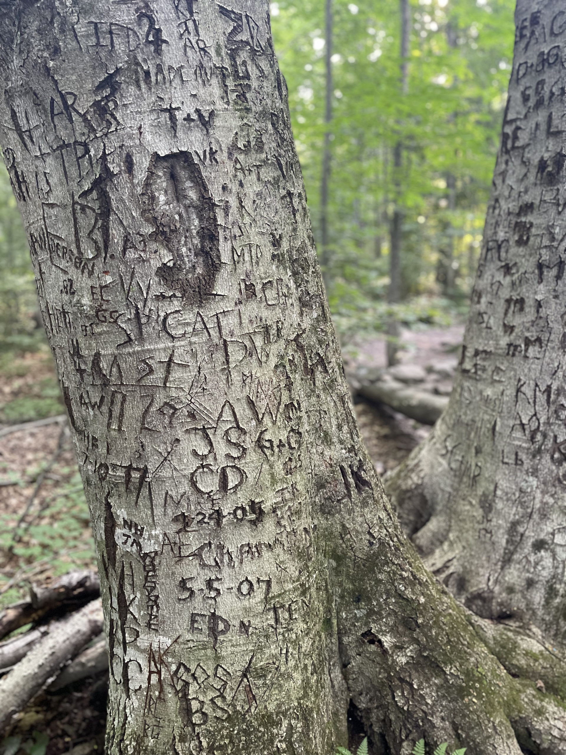 Initials carved into a tree, seen while hiking Camel's Hump in the Green Mountains, Vermont