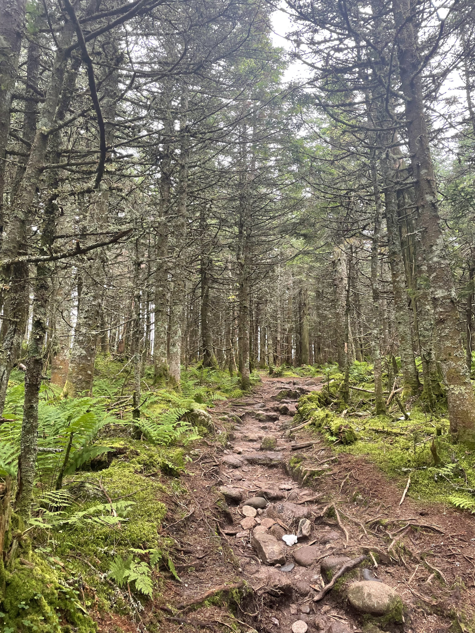 Mount Garfield Trail, seen while hiking Mt. Garfield in the White Mountain National Forest, NH