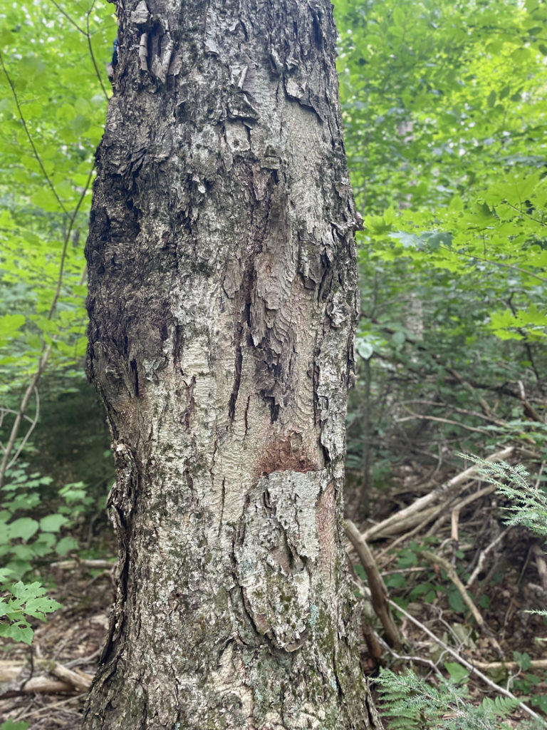 Tree close up, seen while hiking Mt. Garfield in the White Mountain National Forest, NH