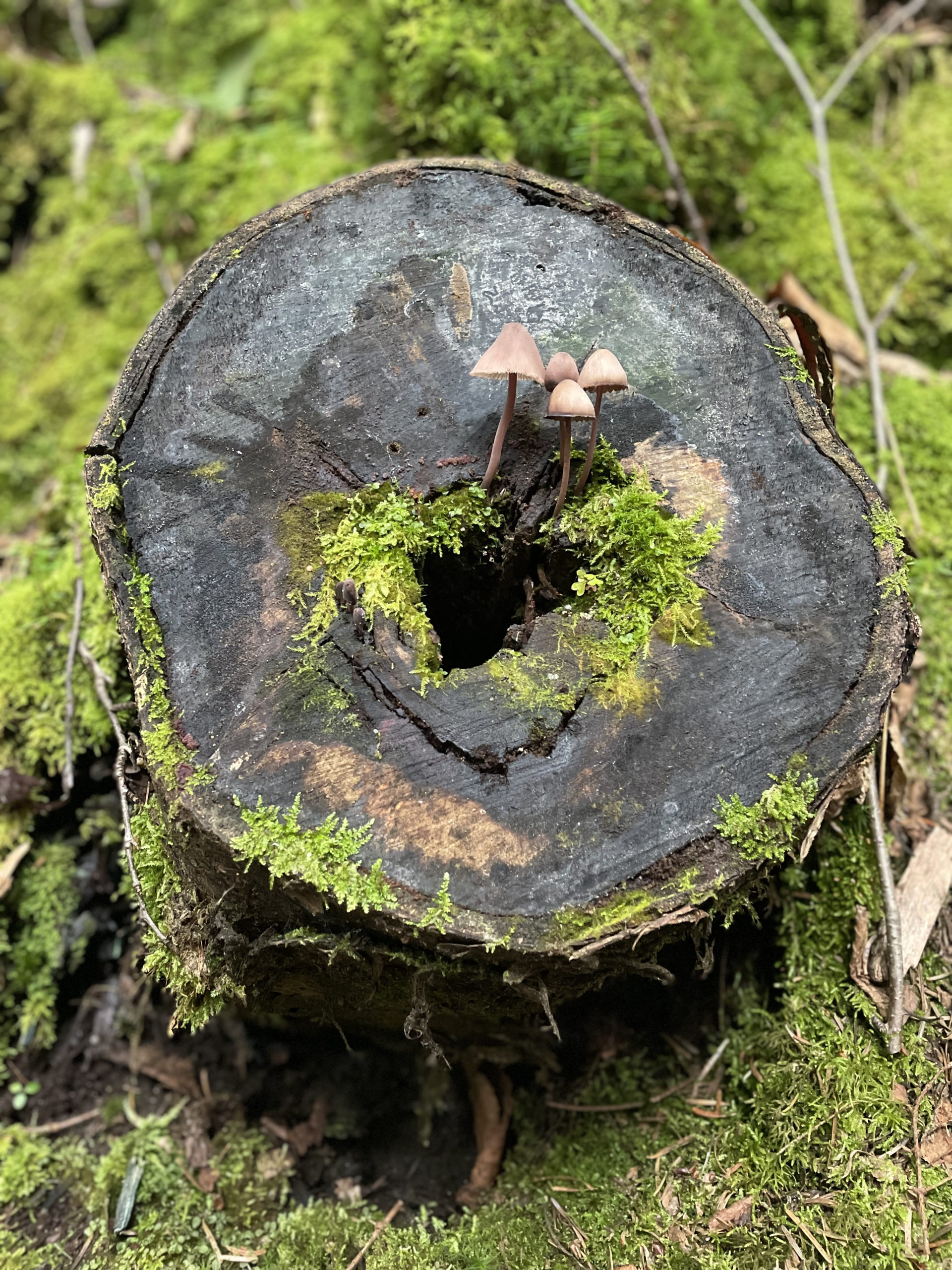 Fungi on a log, seen while hiking Mt. Hale and Mt. Zealand in the White Mountain National Forest, New Hampshire