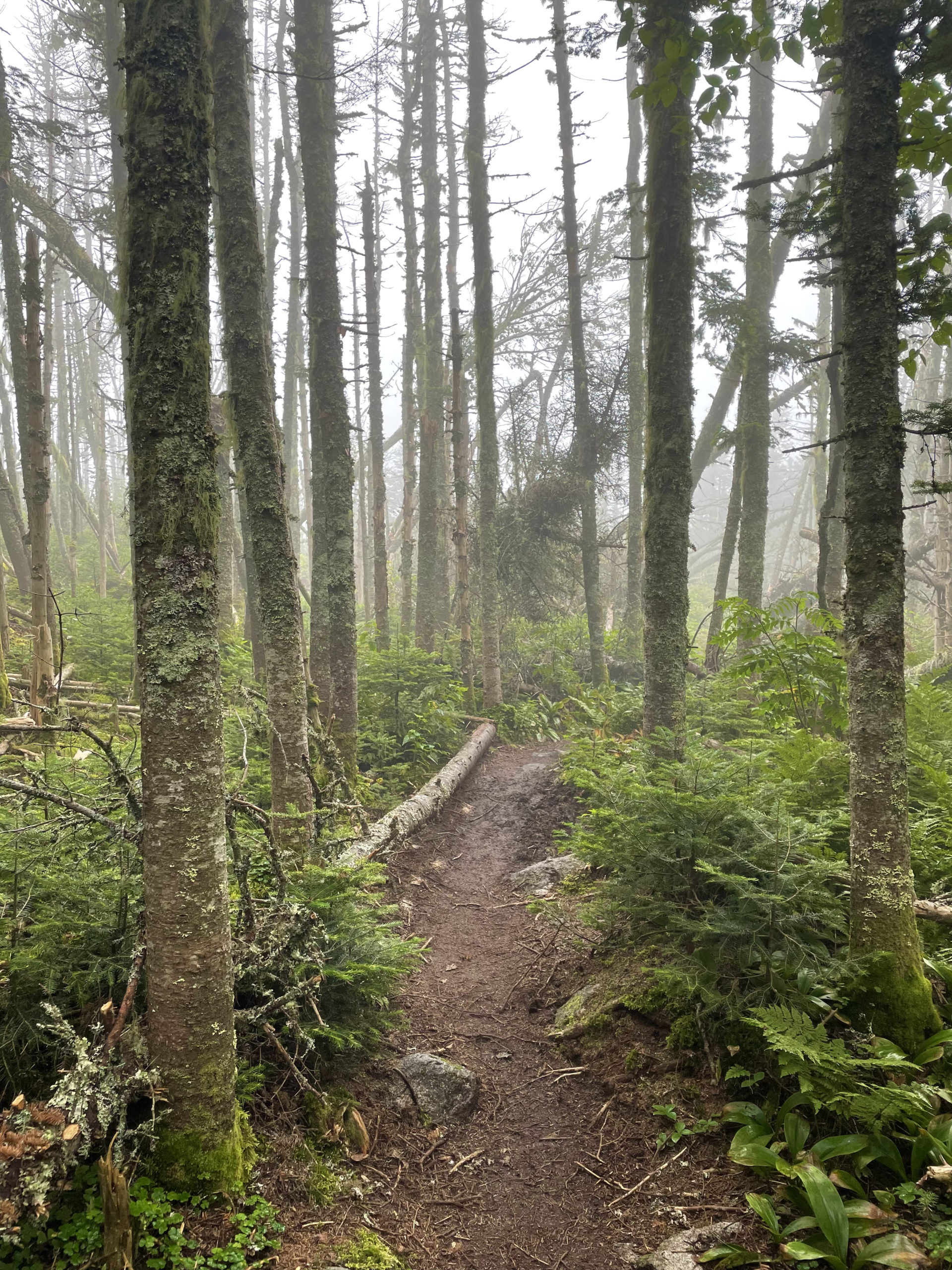 Foggy trail, seen while hiking Mt. Hale and Mt. Zealand in the White Mountain National Forest, New Hampshire