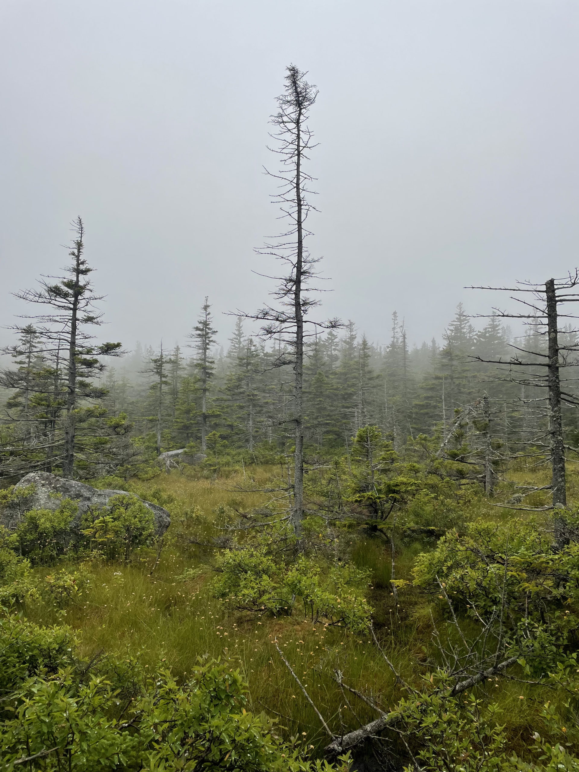 Fog and trees, seen while hiking Mt. Hale and Mt. Zealand in the White Mountain National Forest, New Hampshire