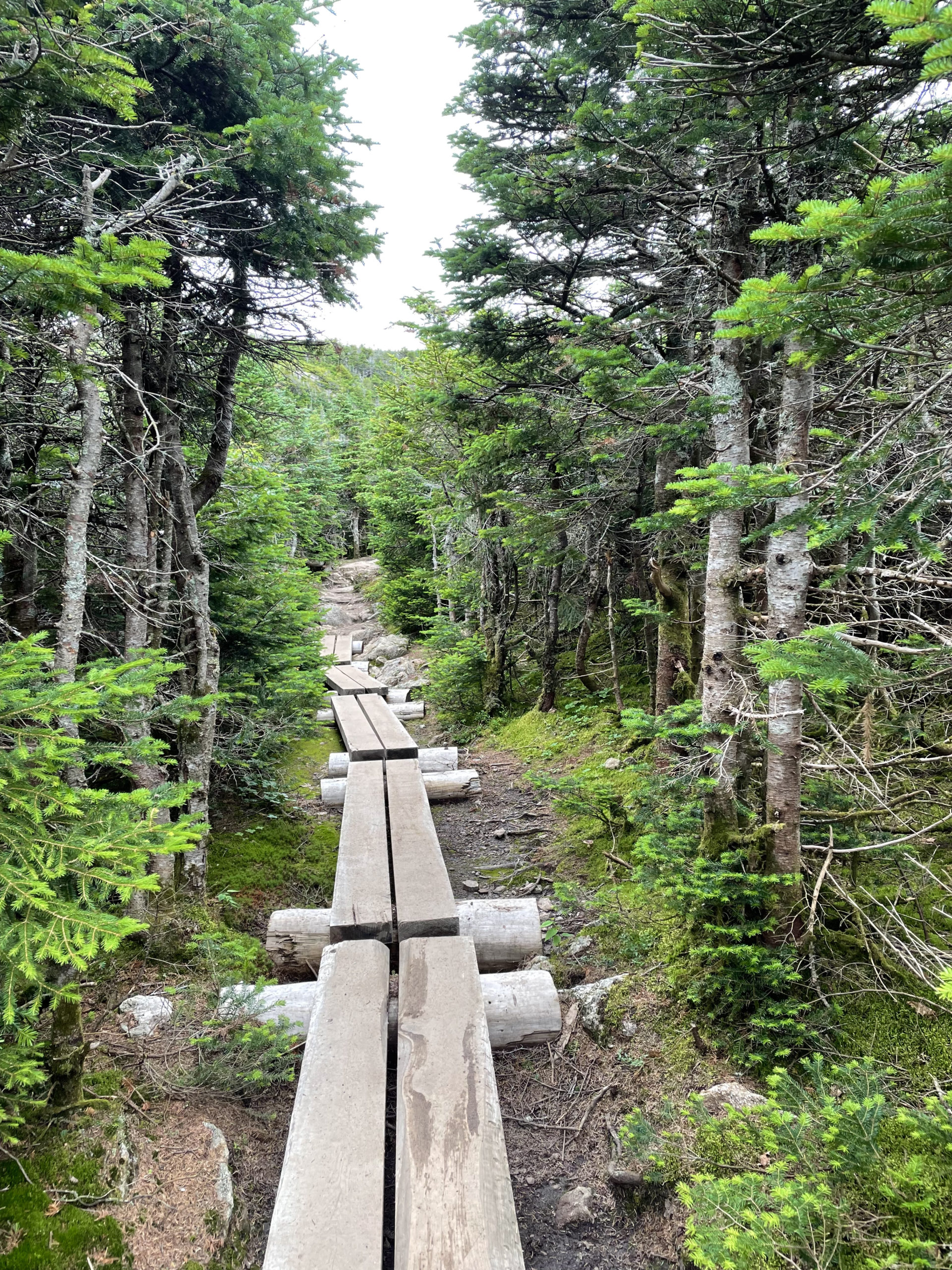 Bridges through the woods, seen while hiking Mt. Pierce and Mt. Jackson in the White Mountains National Forest, New Hampshire
