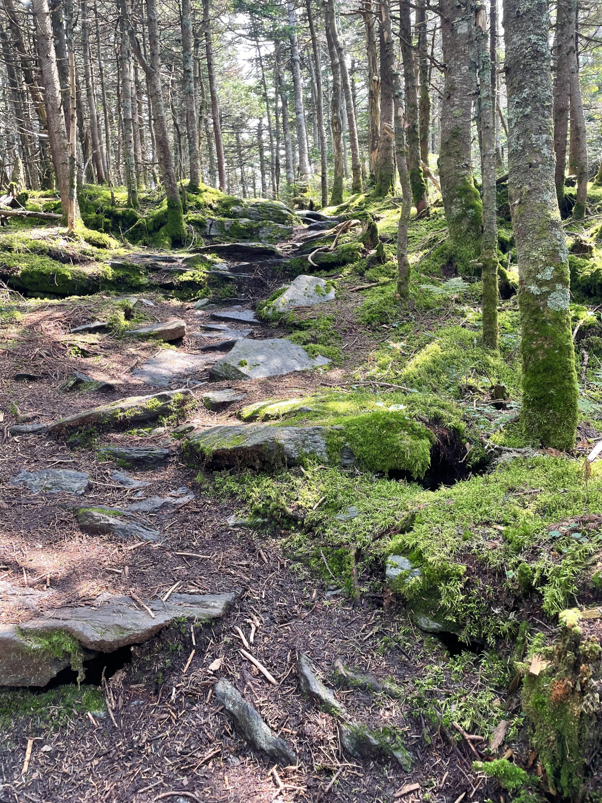 Rocks, roots, and moss, seen while hiking Mt Ellen and Mt Abraham, Green Mountains, Vermont