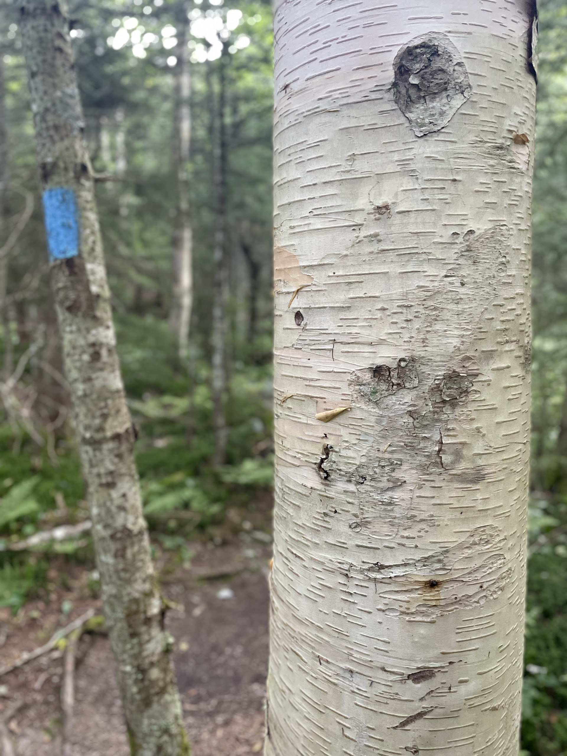 Birch tree and a blue blaze, seen while hiking Mt. Mansfield in the Green Mountains, Vermont