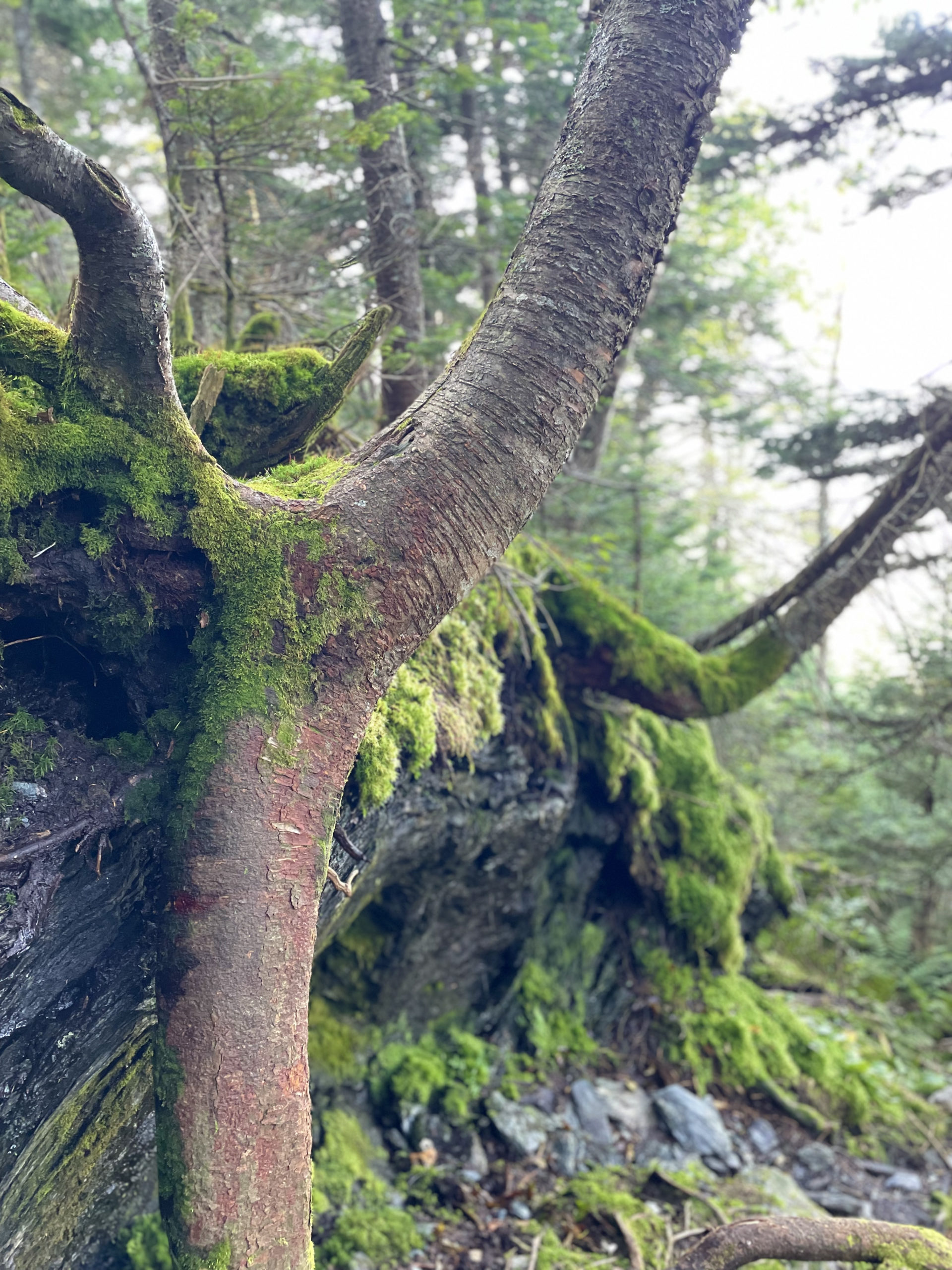 Roots growing over rocks, seen while hiking Mt. Mansfield in the Green Mountains, Vermont